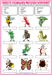 Insects ESL Vocabulary Matching Exercise Worksheet For Kids
