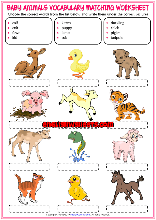 Baby Animals ESL Vocabulary Matching Exercise Worksheet