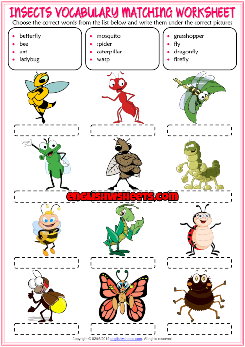 Insects English Worksheet